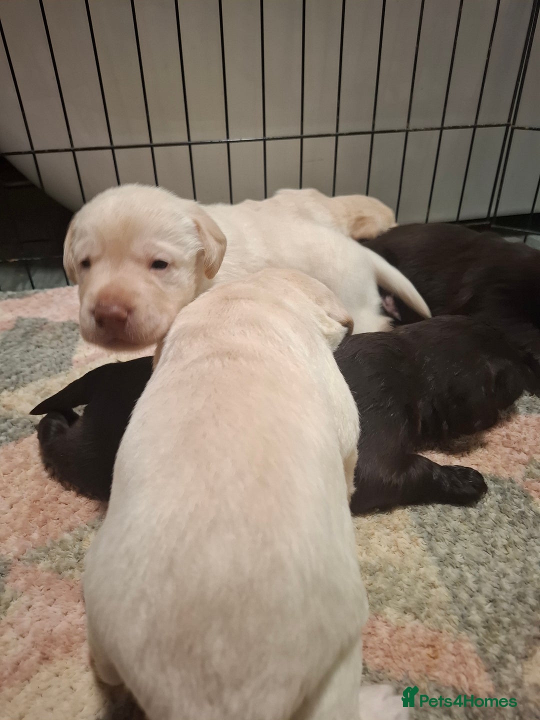 Labradoodle dogs for sale: Beautful labradoodle puppies available for sale  - Advert 10