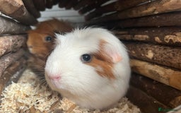 Guinea Pig rodents for sale: X2 bonded Guinea pigs females with indoor set up - Image 1