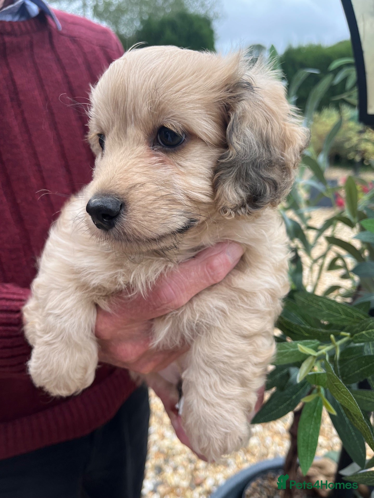 Doxiepoo dogs (REDUCED) male  Stunning Daxi Poo pup - Advert 2
