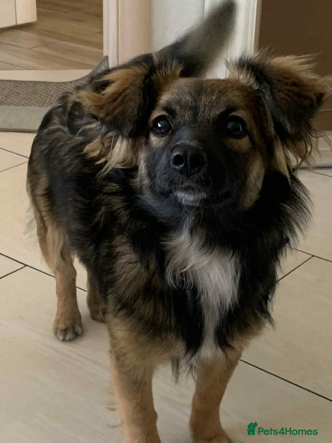 Mixed Breed dogs for adoption: 💖🐶 JENNY 🐶💖 - Image 7