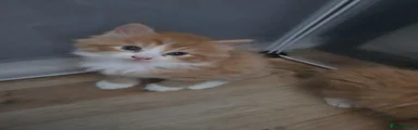 Kitten 1