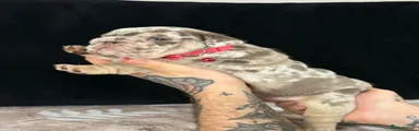 English Bulldog 3