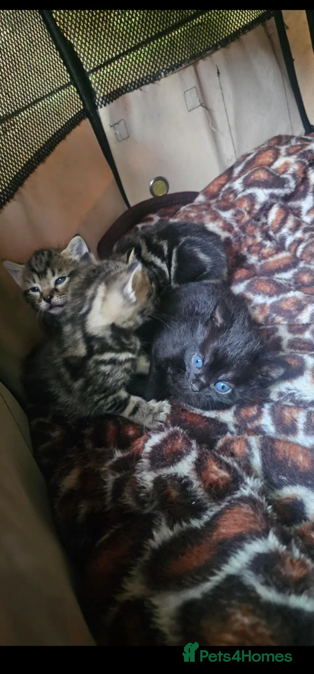 Bombay cats for sale: Beautiful Bombay Cross & Silver Tabby Kittens  - Advert 2