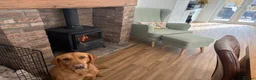 Labrador Retriever dogs for sale: 🧡 Female Fox Red Labrador 🧡  - Advert 1