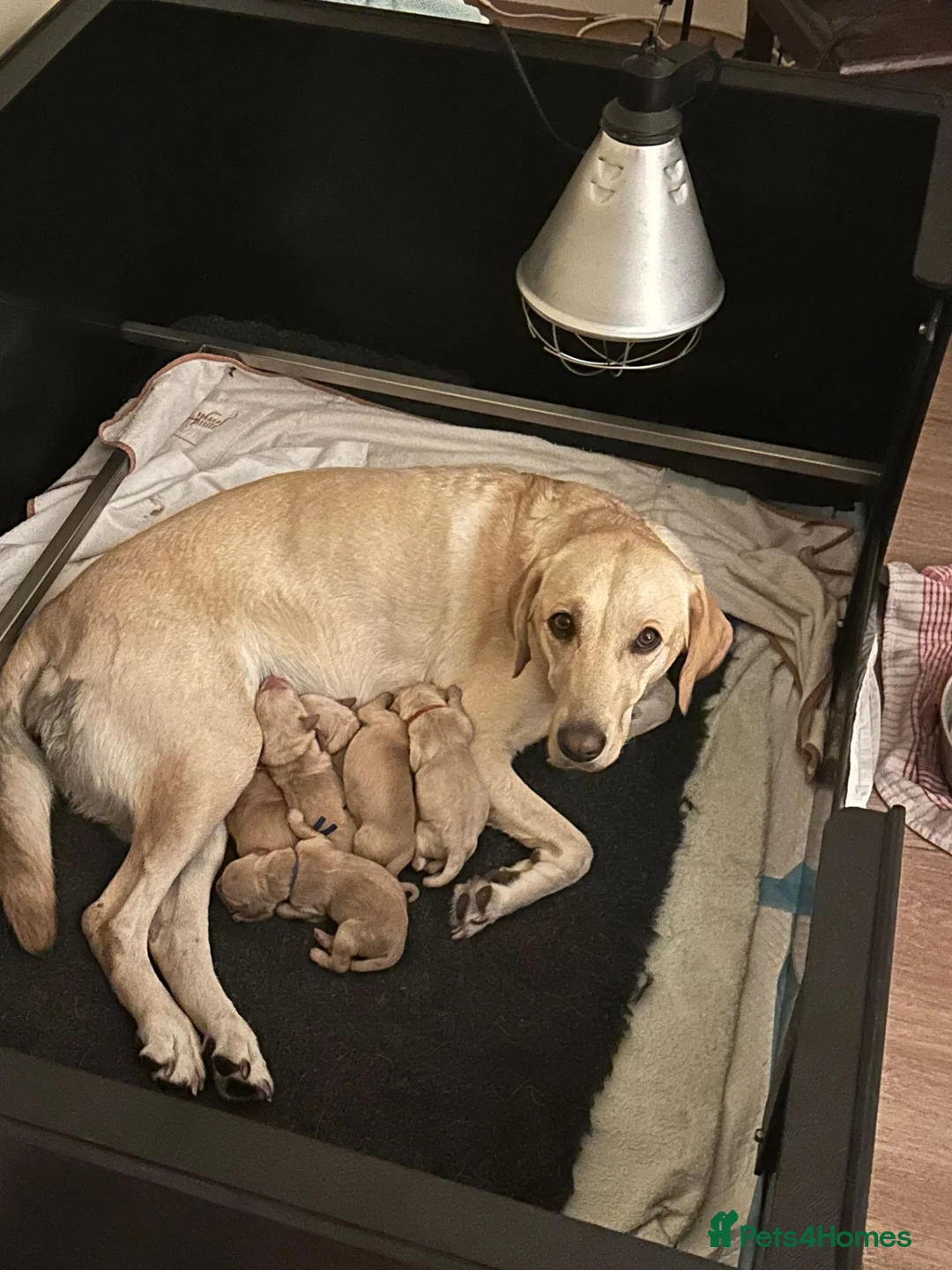 Labrador Retriever dogs for sale: K.C. Registered Puppies Health Checked Puppies in Tewkesbury - Advert 6