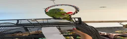 Parrots birds for sale: Yellow crowned Amazon  in Bracknell - Advert 5