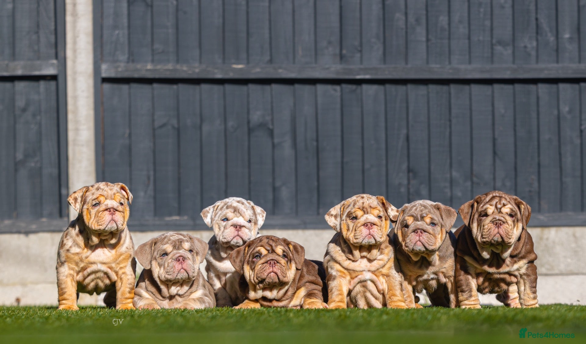 English Bulldog dogs for sale: TOP QUALITY ENGLISH BULLDOG PUPPIES - Advert 1
