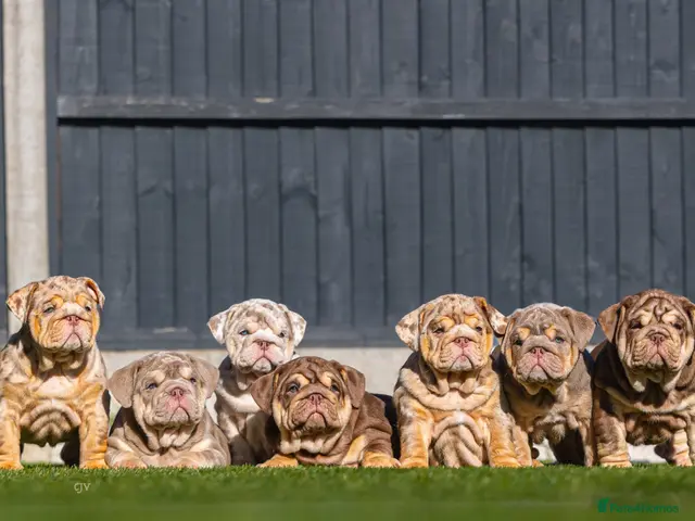 English Bulldog dogs for sale: TOP QUALITY ENGLISH BULLDOG PUPPIES - Advert 1