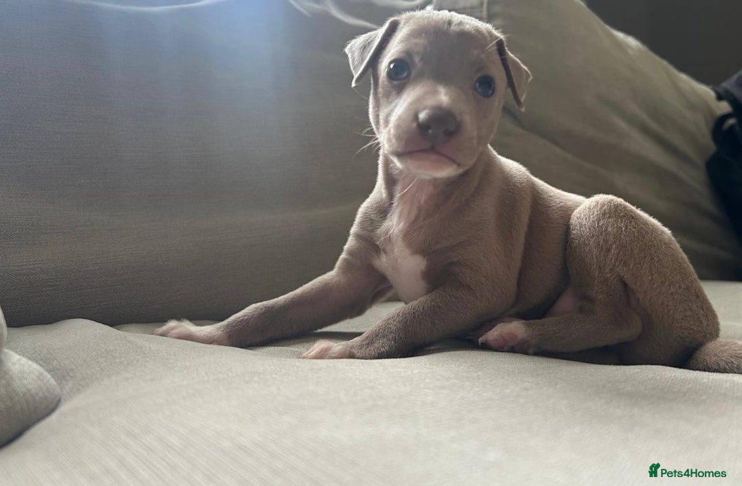 Italian Greyhound dogs for sale: 1 KC reg boy available  - Image 1