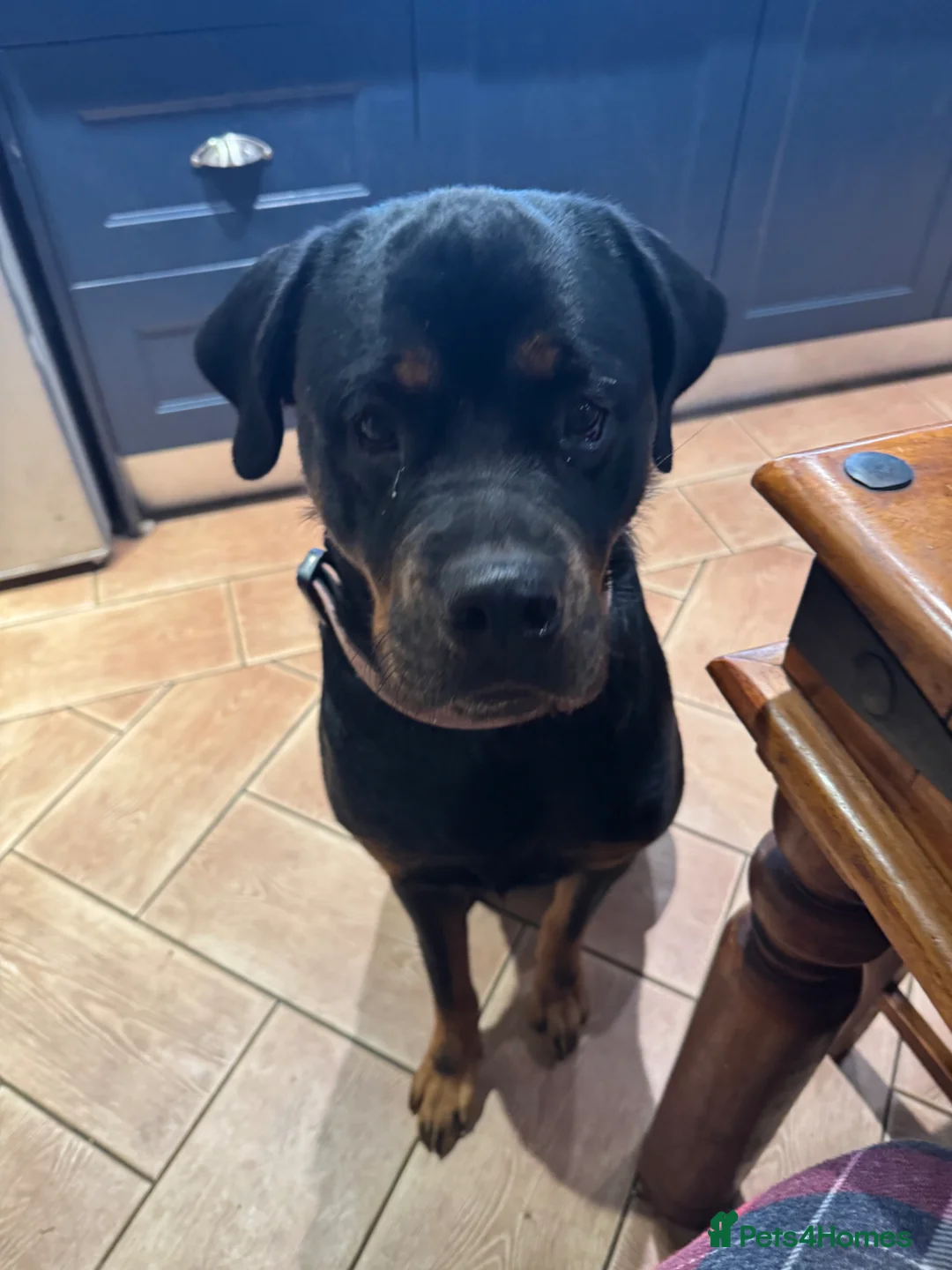 Rottweiler dogs for sale: 2 female Rottweiler puppies  in Mablethorpe - Advert 1