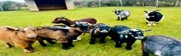 Goats livestock for sale: PYGMY GOATS - Females Only - Advert 1
