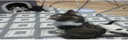 British Shorthair cats for sale: Three Cute kittens mixed bengal,female - Advert 8