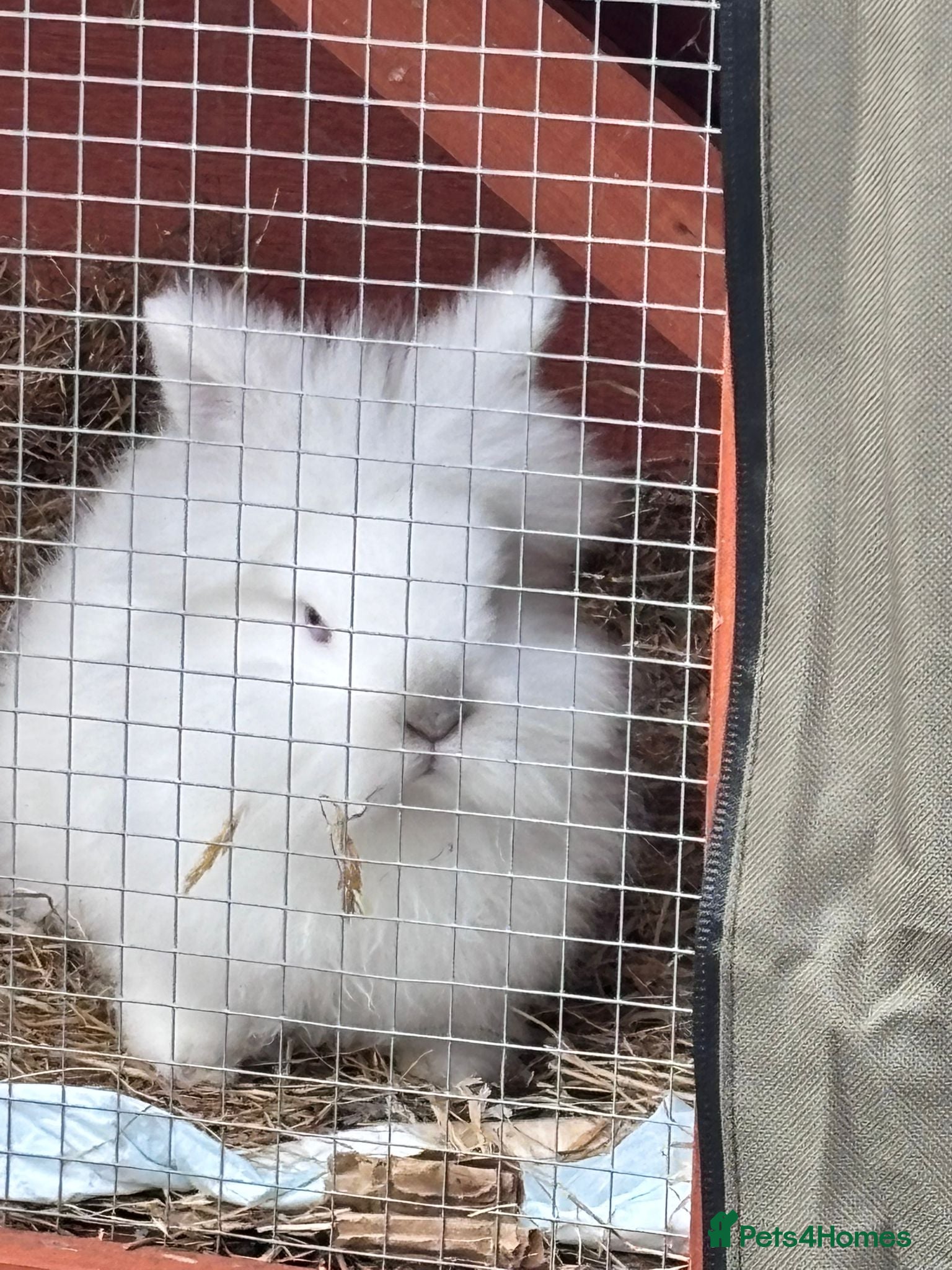 Lionhead rabbits Double Manned Lionhead Dwarf Rabbits - Advert 5