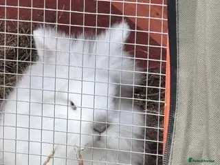Lionhead rabbits Double Manned Lionhead Dwarf Rabbits - Advert 5