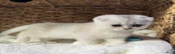 Scottish Fold cats for sale: British short hairs (Scottish straight) ready  - Advert 33