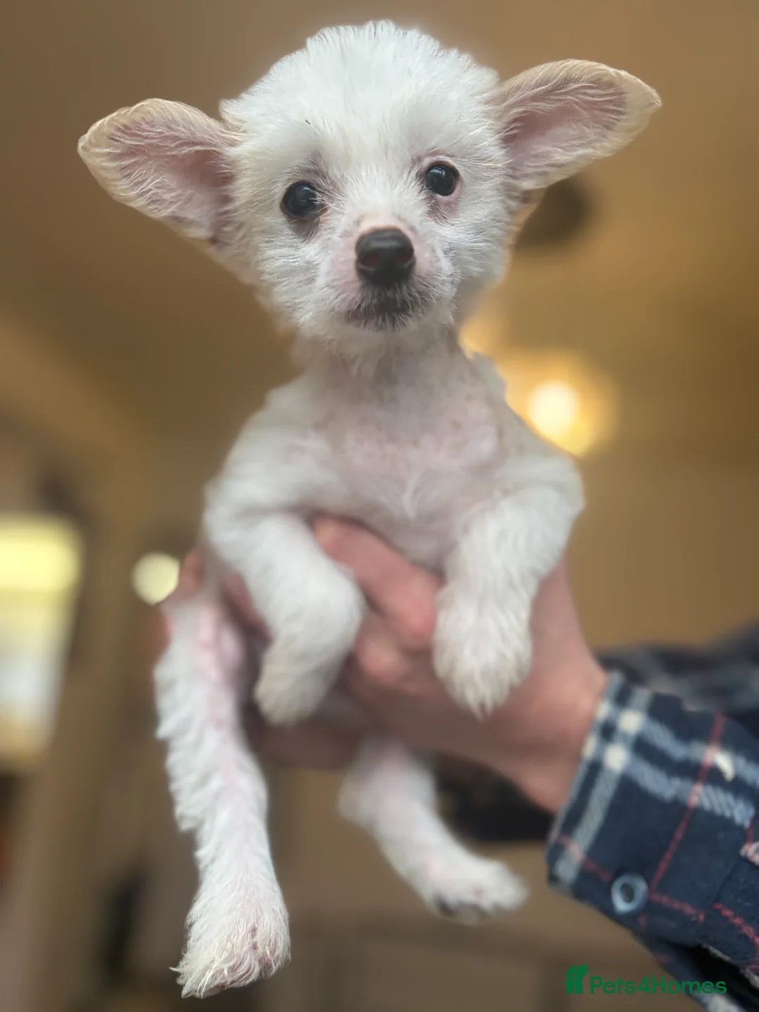 Chinese Crested dogs for sale: 🐾  Chinese Crested Puppies   - Advert 9