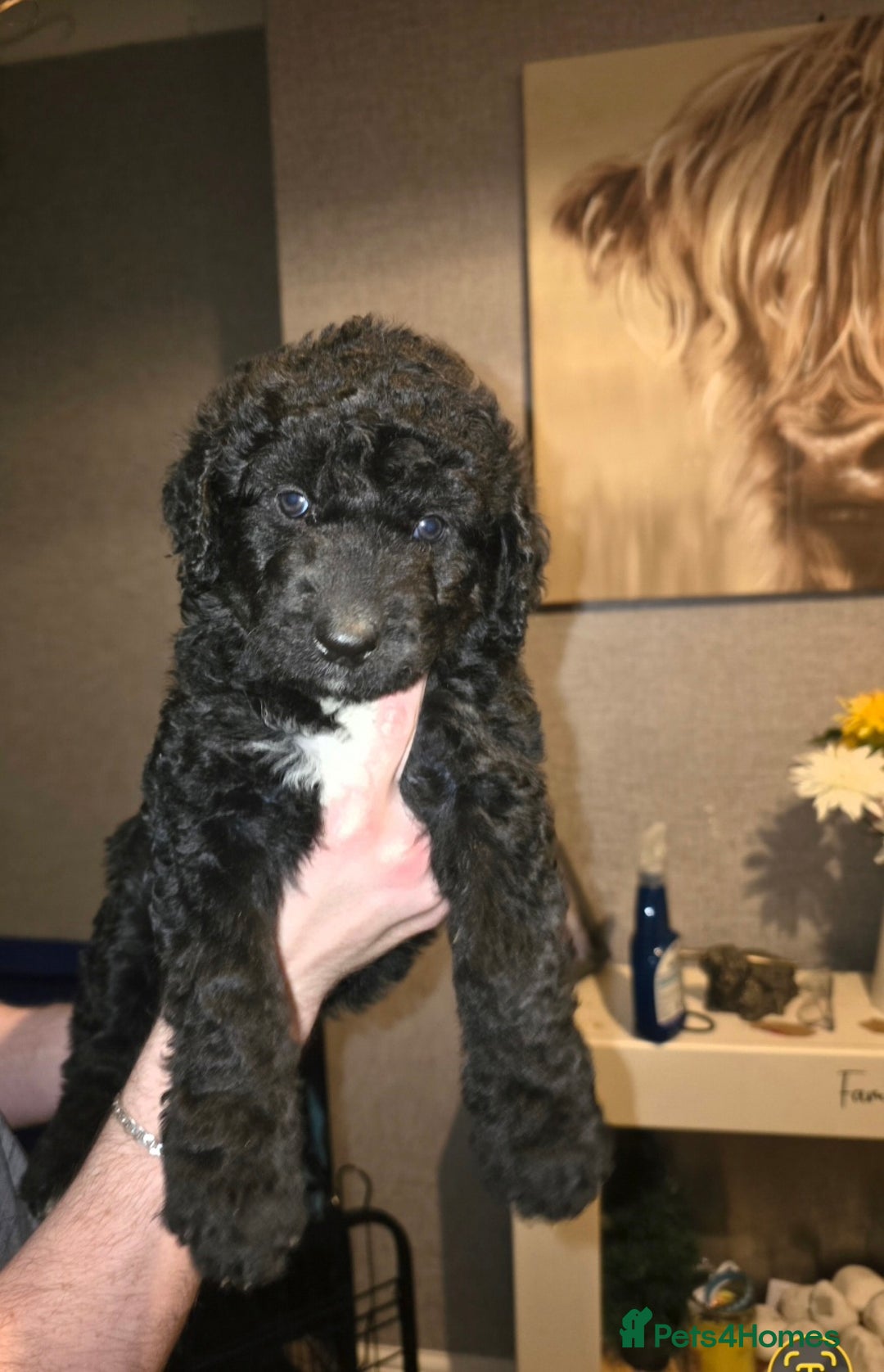 Mixed Breed dogs for sale: Standard poodle x  - Advert 2