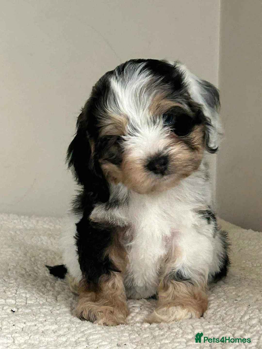 Cockapoo dogs for stud: unique and beautiful f3 american cockapoo stud - Advert 33