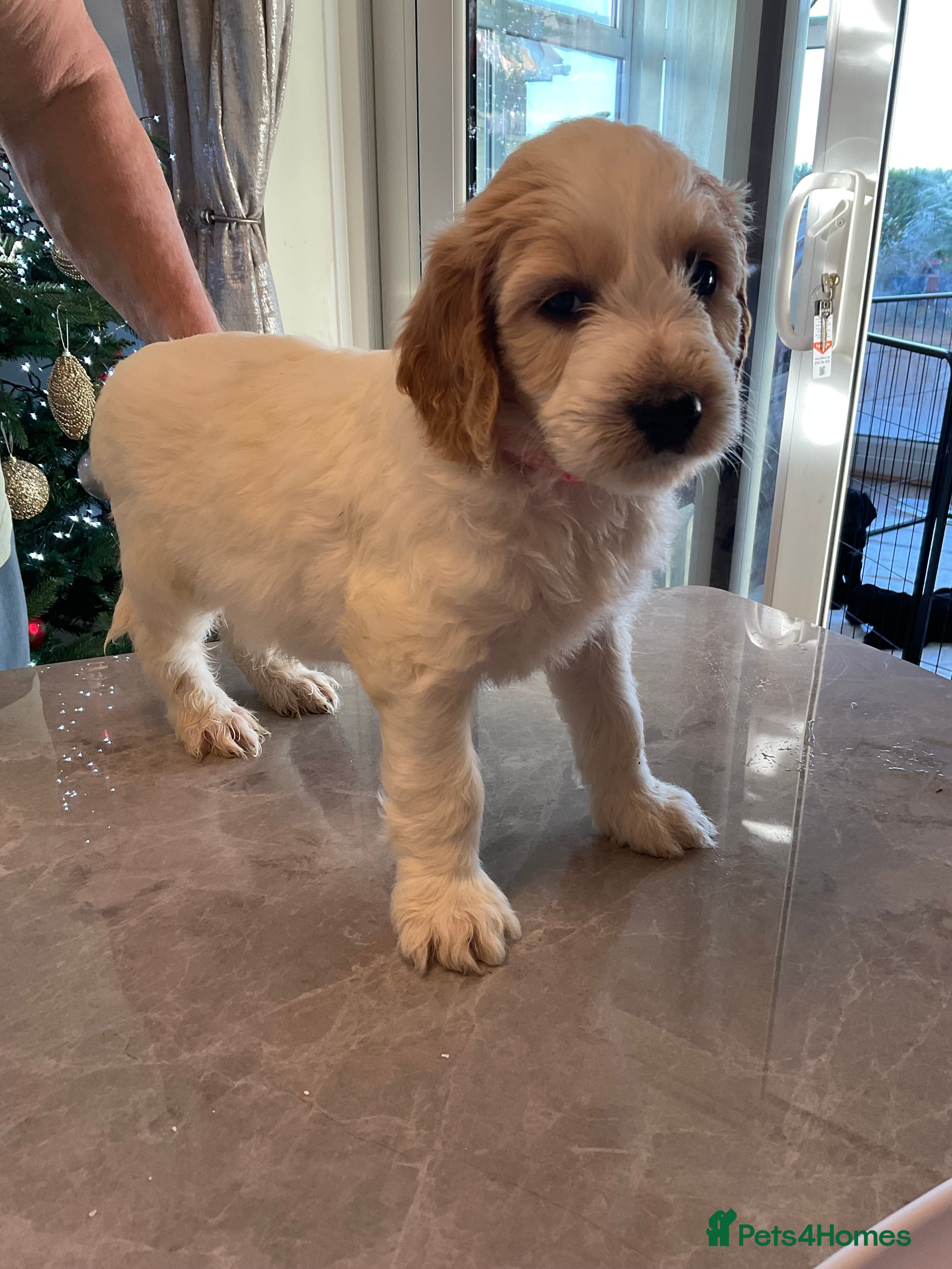 Mixed Breed dogs Beautiful Goldendoodle/Spangold Retriever Puppies - Advert 2