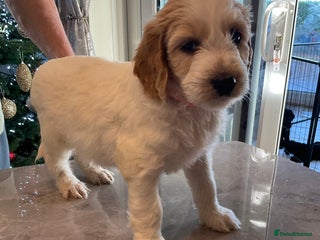 Mixed Breed dogs Beautiful Goldendoodle/Spangold Retriever Puppies - Advert 2