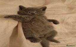 British Shorthair cats for sale: 4 beautiful British Shorthair kittens for sale - Image 15
