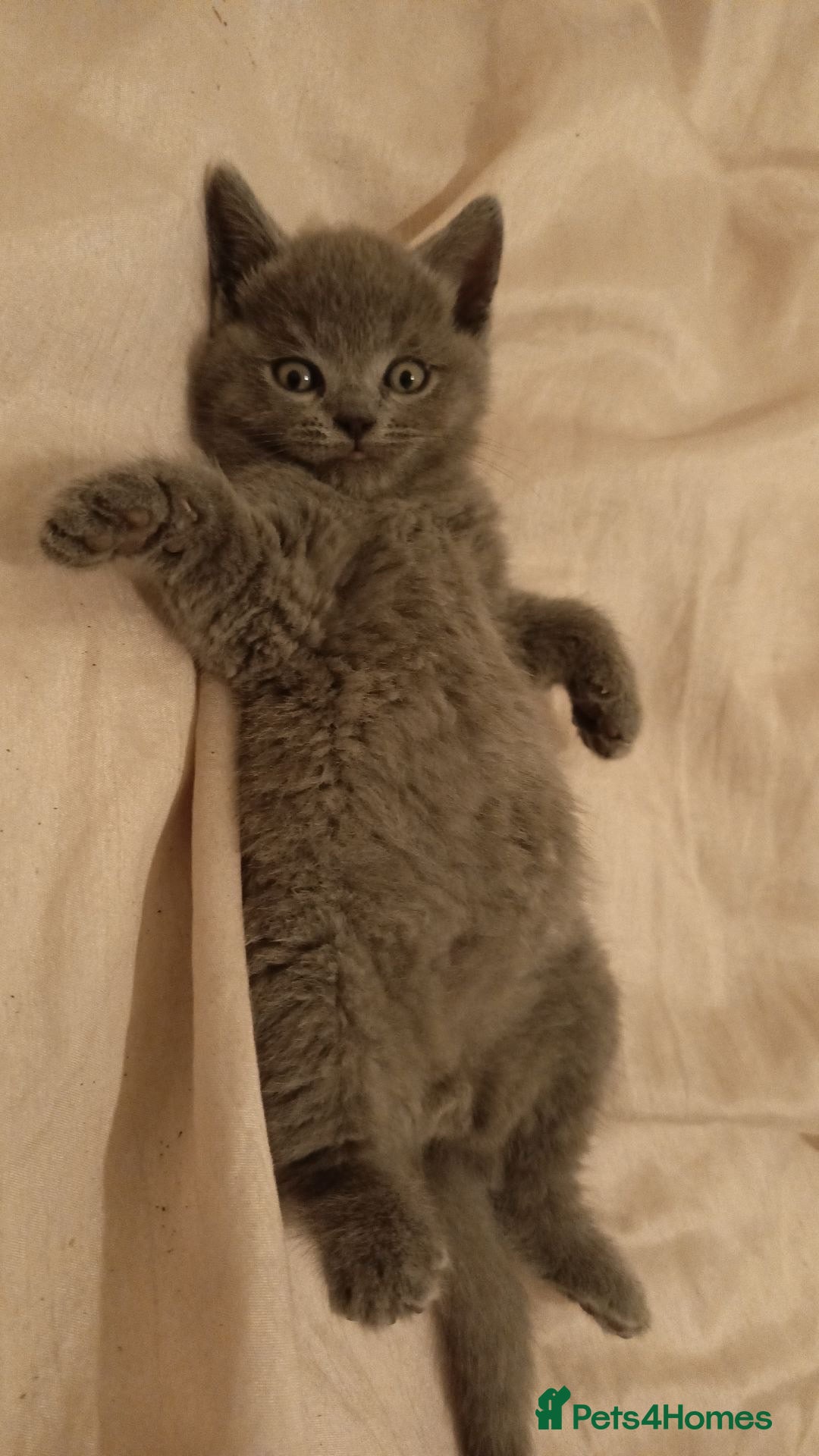 British Shorthair cats for sale: 4 beautiful British Shorthair kittens for sale - Image 15