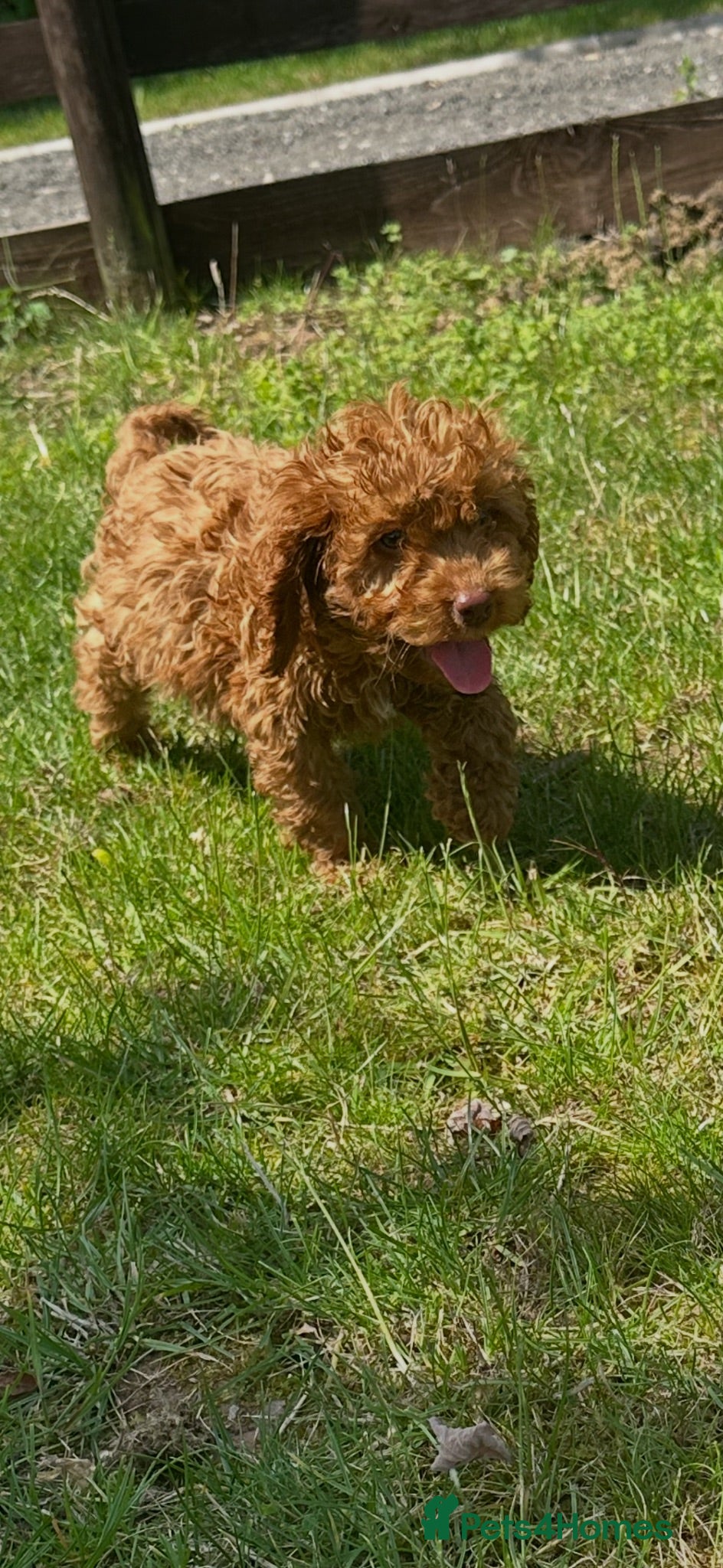 Cockapoo dogs READY TO LEAVE BEAUTIFUL MINIATURE COCKERPOOS  - Advert 15