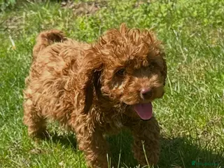 Cockapoo dogs READY TO LEAVE BEAUTIFUL MINIATURE COCKERPOOS - Advert 15