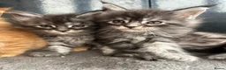Maine Coon cats for sale: 4 Maine Coon Kittens left due to time wasters  - Advert 14