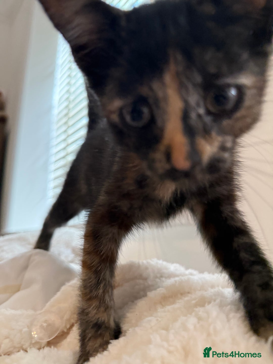Mixed Breed cats for sale: 2 gorgeous kittens - Image 2