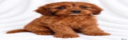 Cavapoo dogs for sale: 🐾 Cavapoo Puppies – Ready Now! 🐾 in Surbiton - Advert 3