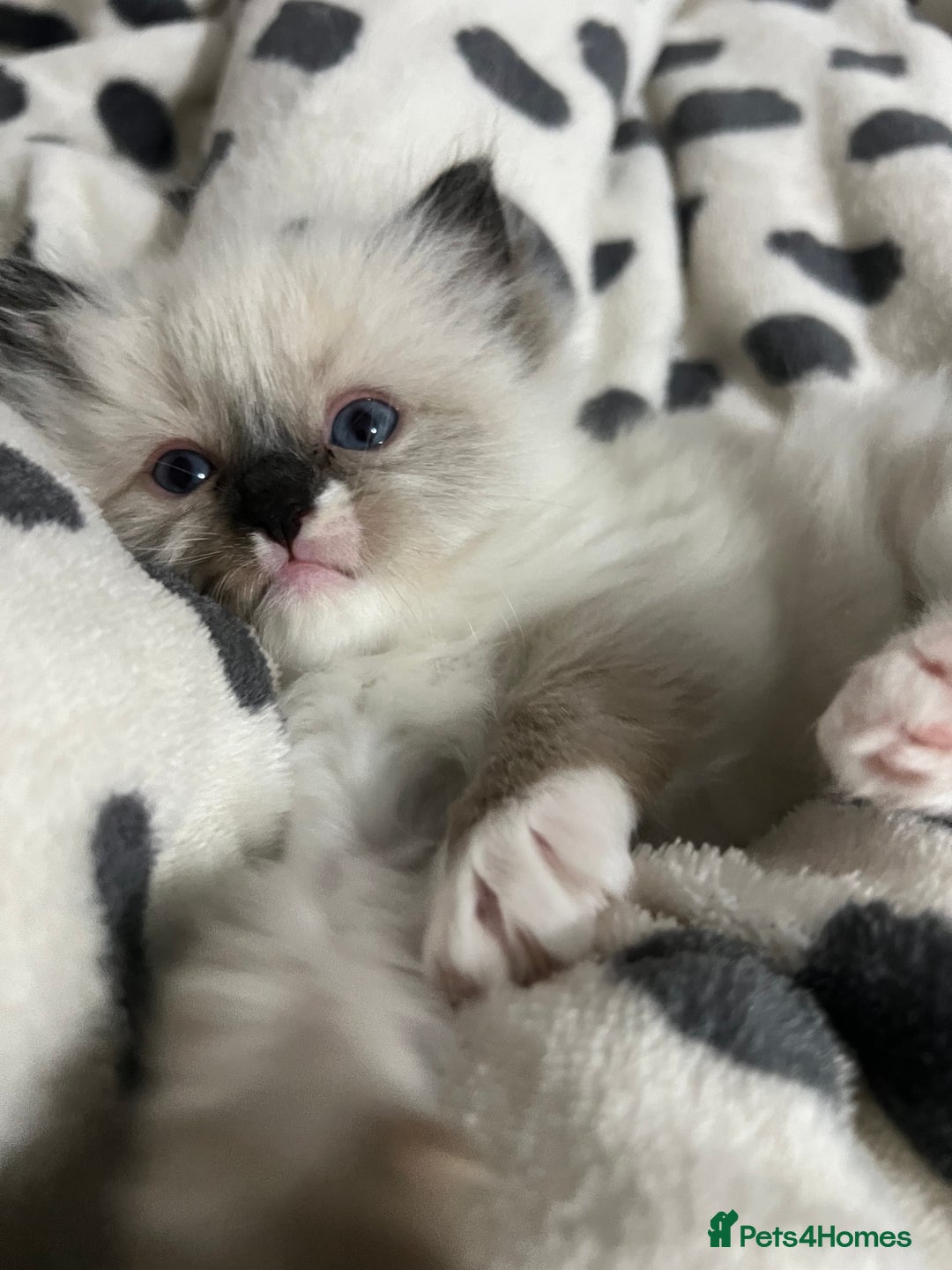 Ragdoll cats for sale: Fluffy Ragdoll Sisters - Advert 4