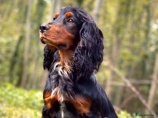 Cocker Spaniel dogs Black and tan cocker stud at Kellandbrook Gundogs in Crediton - Advert 18