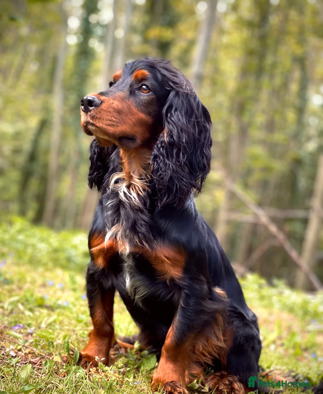 Cocker Spaniel dogs for stud: Black and tan cocker stud at Kellandbrook Gundogs  in Crediton - Advert 1