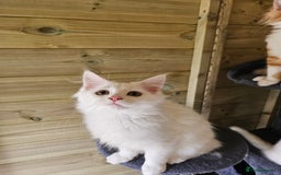Maine Coon cats for sale: Maine Coon Angora  in Glasgow - Image 15