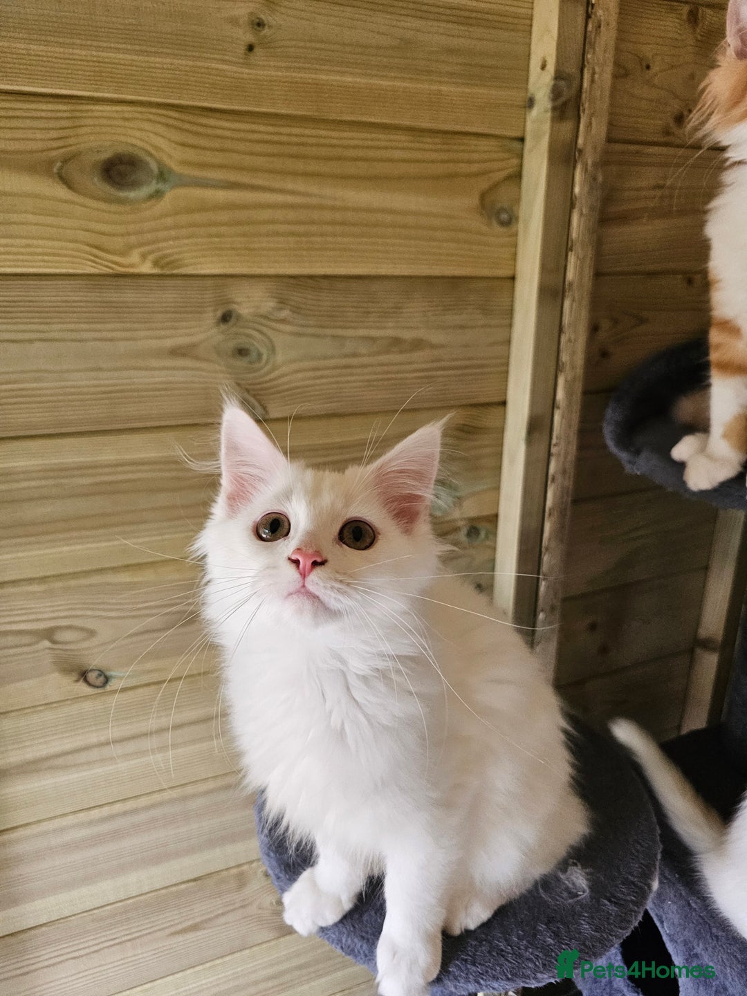 Maine Coon cats for sale: Maine Coon Angora  in Glasgow - Image 15