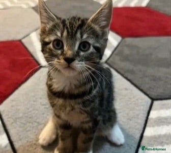 Domestic Shorthair cats Female - luna  - Advert 1
