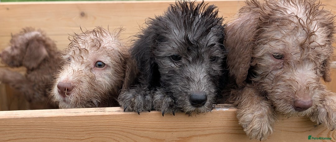 Bedlington Terrier dogs for sale: Bedlington terriers - working stock - Image 4