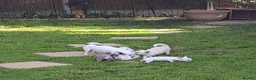 Chihuahua dogs for sale: 3 unique Blue eyed Chihuahua pups - Advert 24