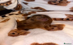 Mixed Breed dogs for sale: ❣️ beautiful Puppie’s ❣️ - Image 12