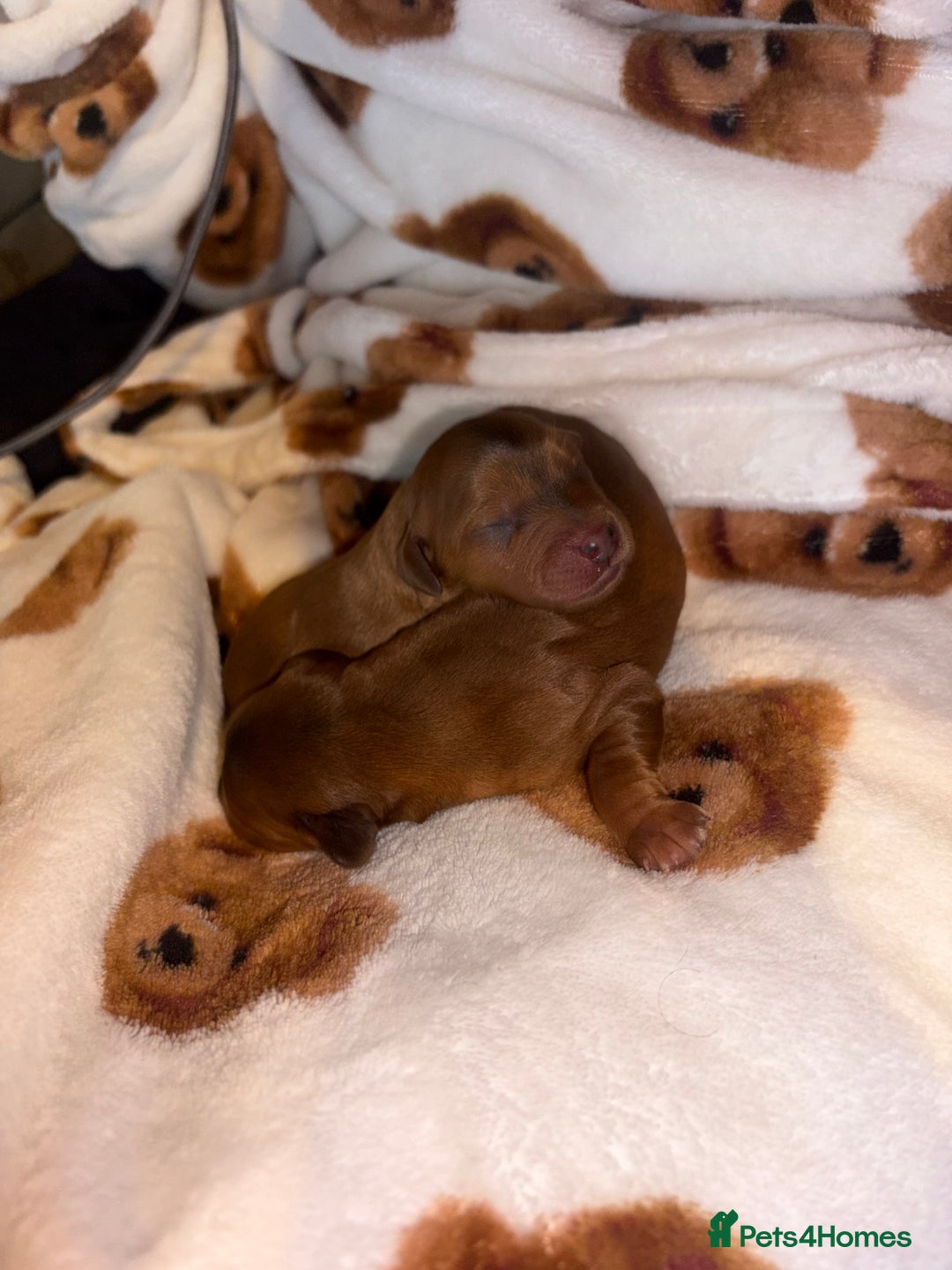 Mixed Breed dogs for sale: ❣️ beautiful Puppie’s ❣️ - Image 12