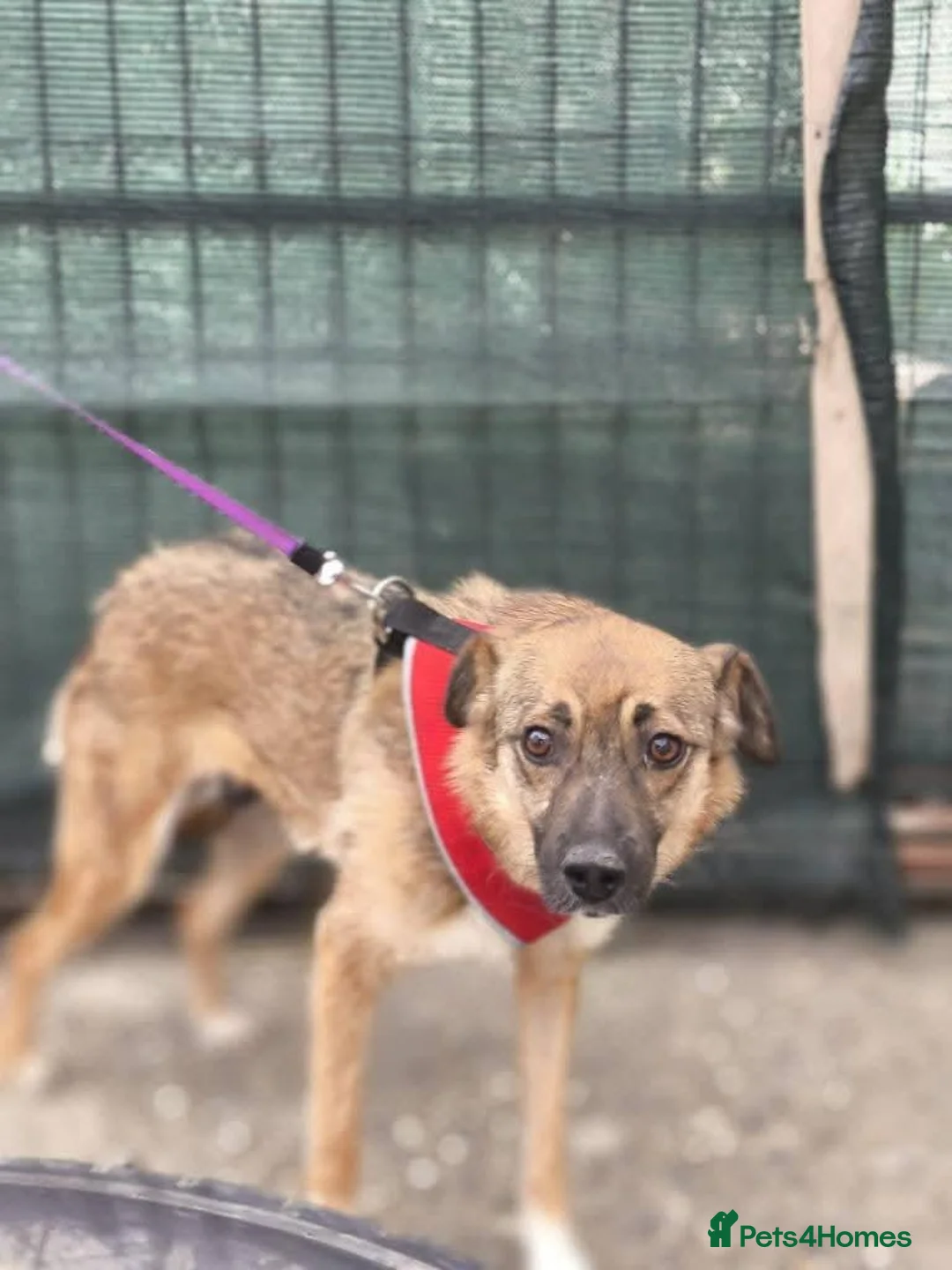 Mixed Breed dogs for adoption: Meet Amalia, currently residing in Derbyshire  in High Peak - Advert 7