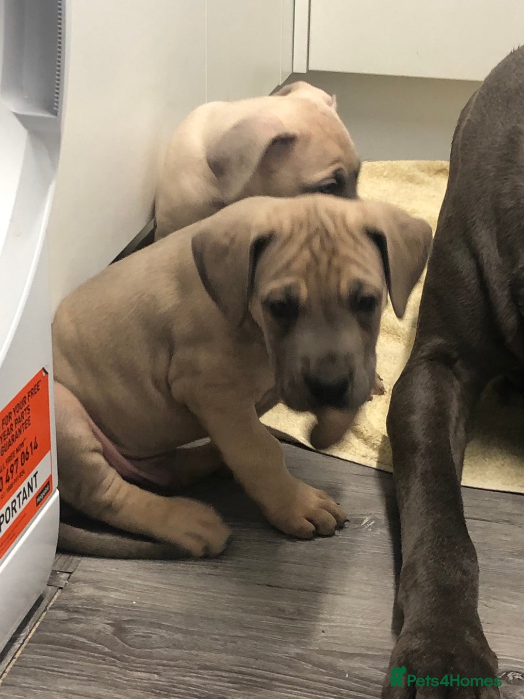 Great Dane dogs for sale: Great Dane puppies waiting list open  - Advert 4