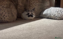 Dwarf Lop rabbits for sale: Dwraf Buinnes for Sale  - Advert 13