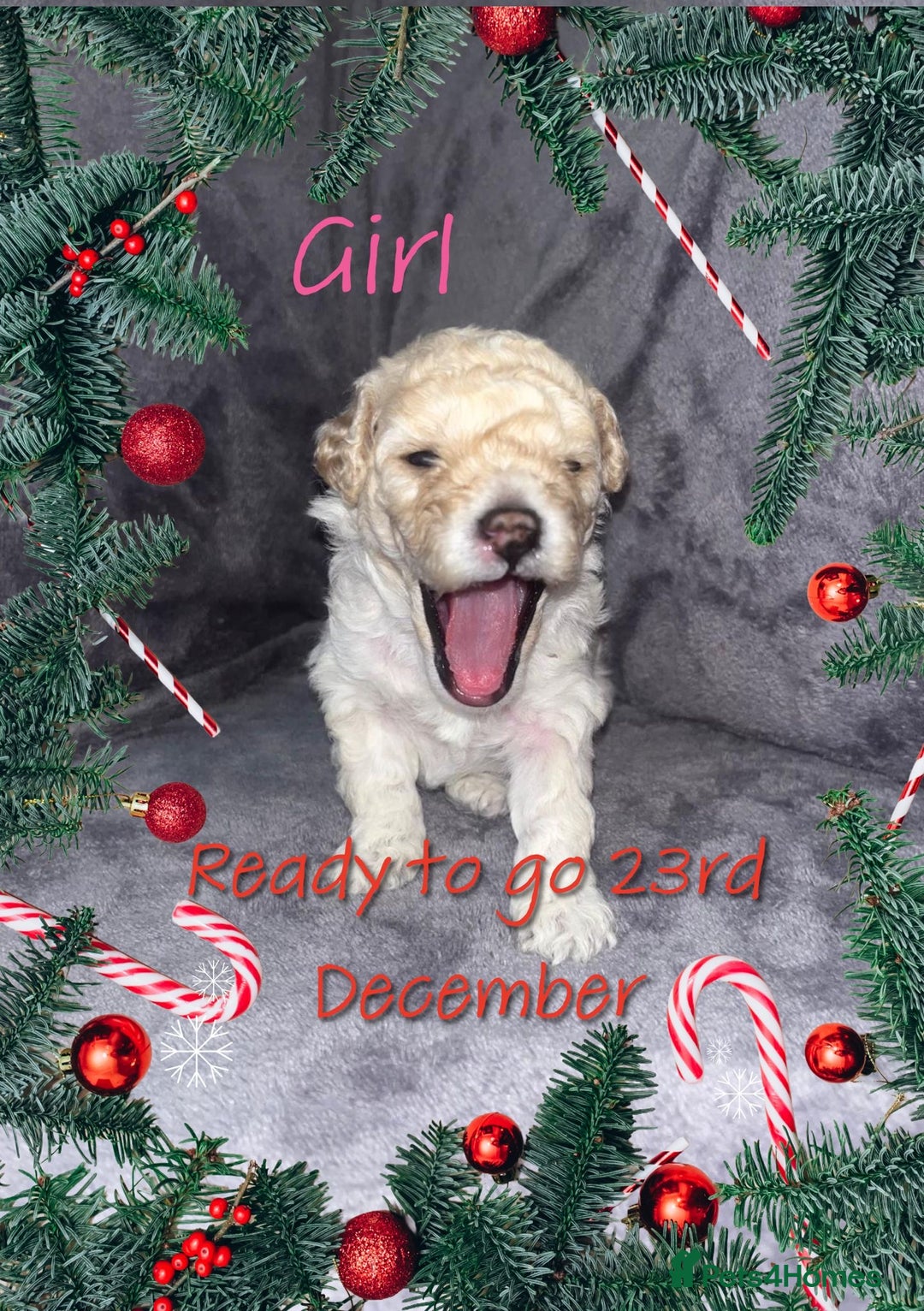 Cavapoochon dogs for sale: 🌟 Ready to leave 23rd Dec F1b cavapoochon puppies - Advert 30