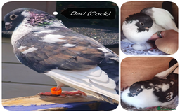 Pigeons birds for sale: Pigeon (Ash Red Check) - [Semi Hand-Raised Baby] - Image 11