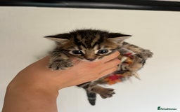 Bengal cats for sale: Adorable Kittens Looking for Their Forever Homes!  - Image 3