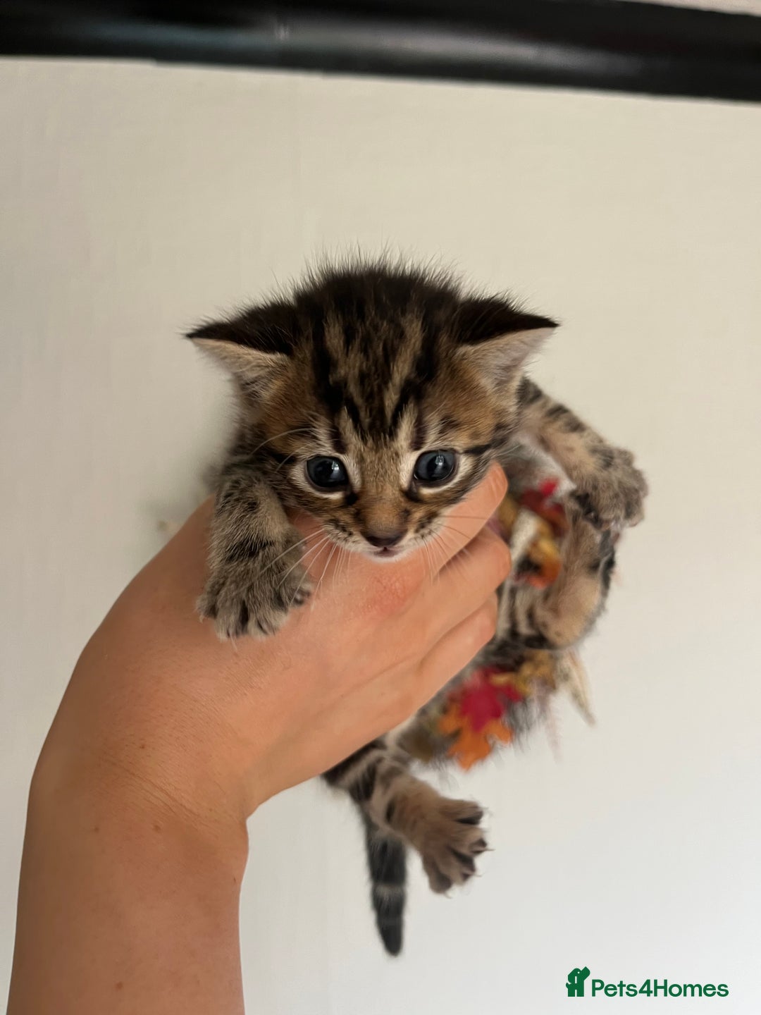 Bengal cats for sale: Adorable Kittens Looking for Their Forever Homes!  - Image 3