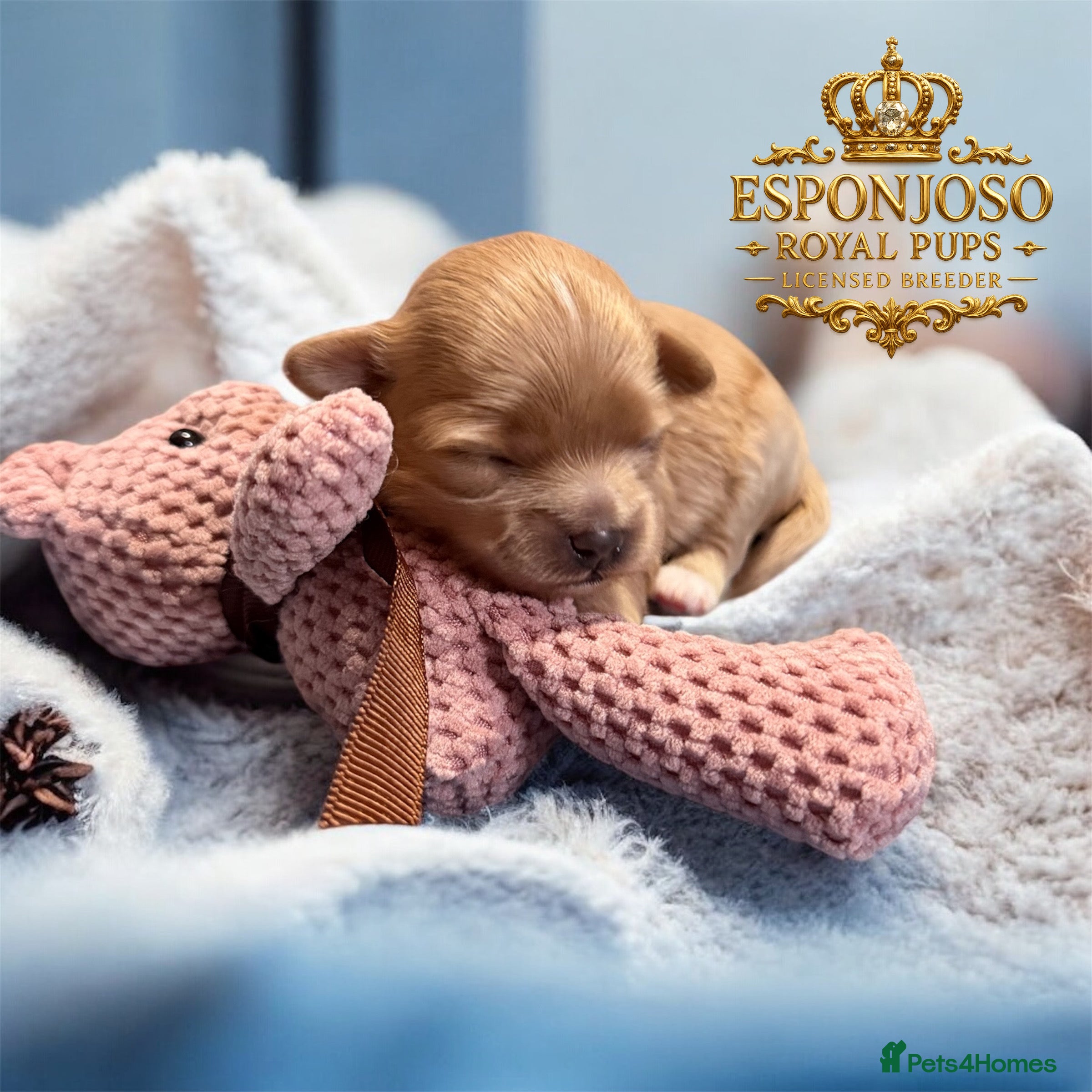 Maltipoo dogs 👑One in a Million Ultra Tiny F1 Asian Maltipoo👑 - Advert 3