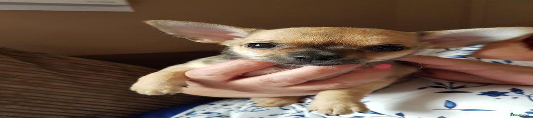 Chihuahua Puppy 1